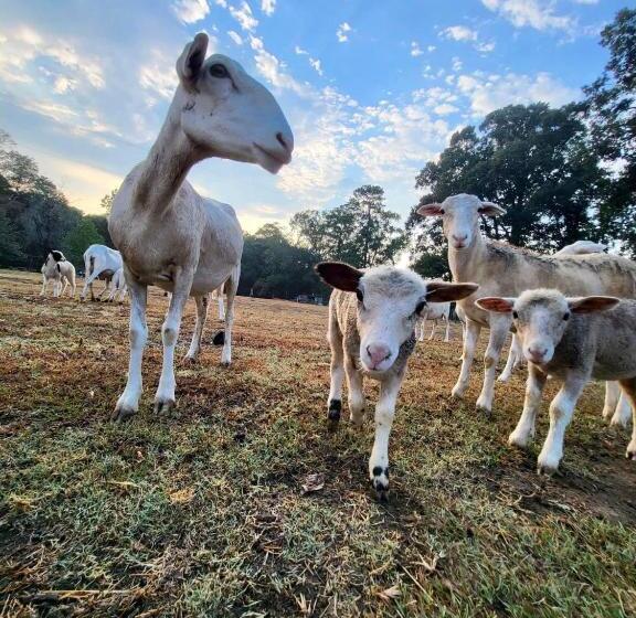 فندق Ol’ Mel’s Farm