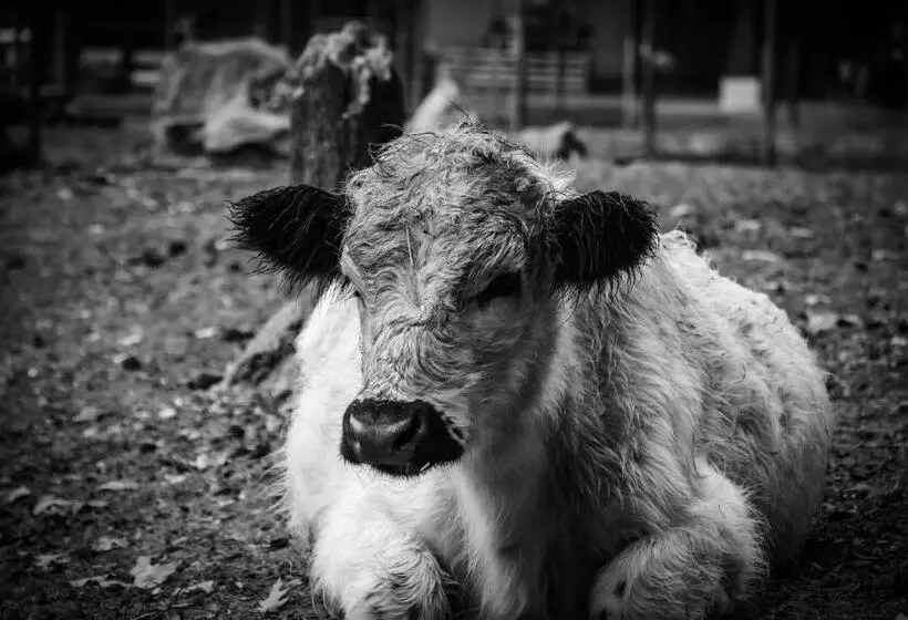 ホテル Ol’ Mel’s Farm