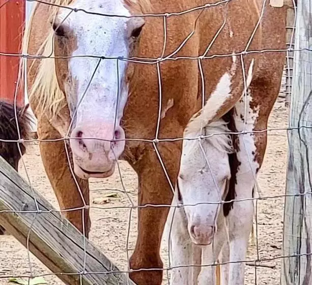 ホテル Ol’ Mel’s Farm