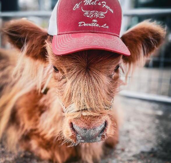 فندق Ol’ Mel’s Farm