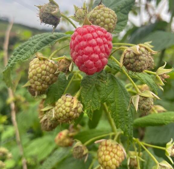 Hotel Pousada Do Caneca