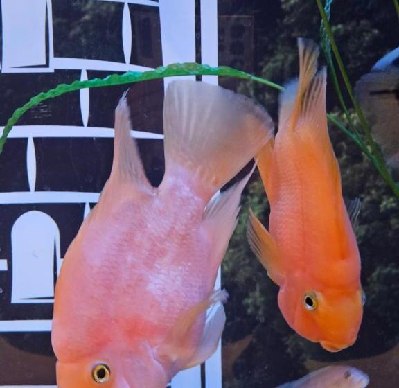 هتل Străjerii Cetății