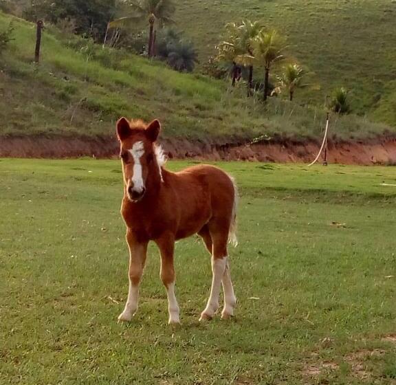 ホテル Fazenda Oásis