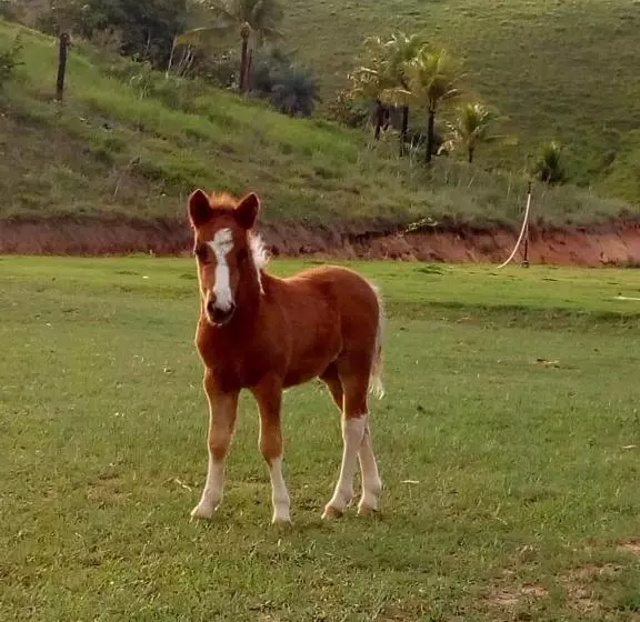 ホテル Fazenda Oásis