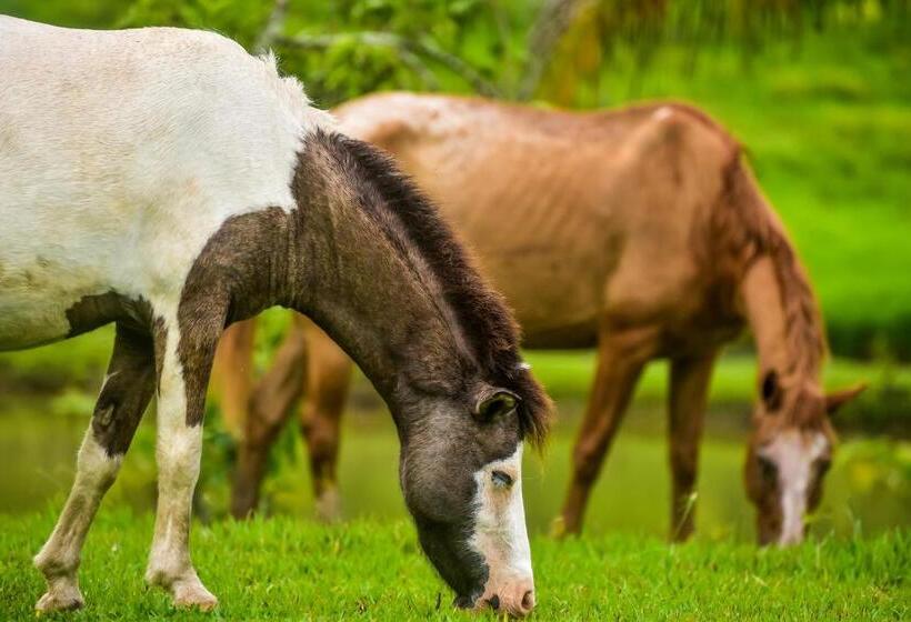 ホテル Fazenda Oásis