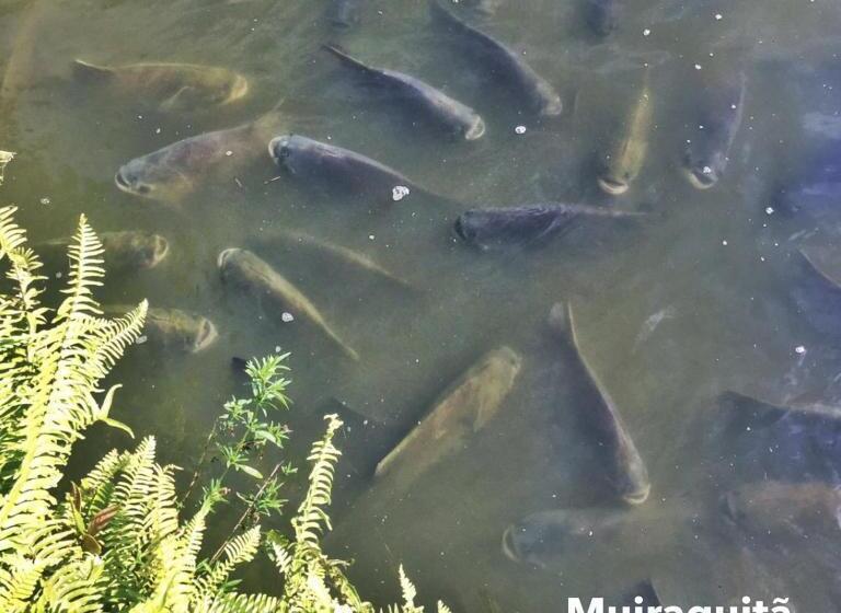 Отель Muiraquitã