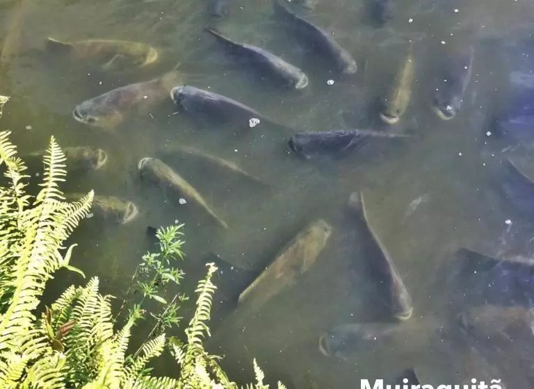 ホテル Muiraquitã