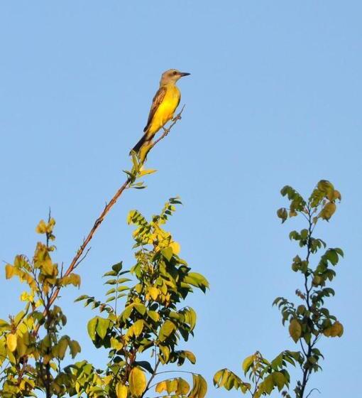 Отель Muiraquitã