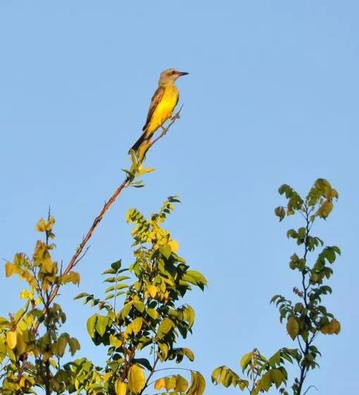 ホテル Muiraquitã