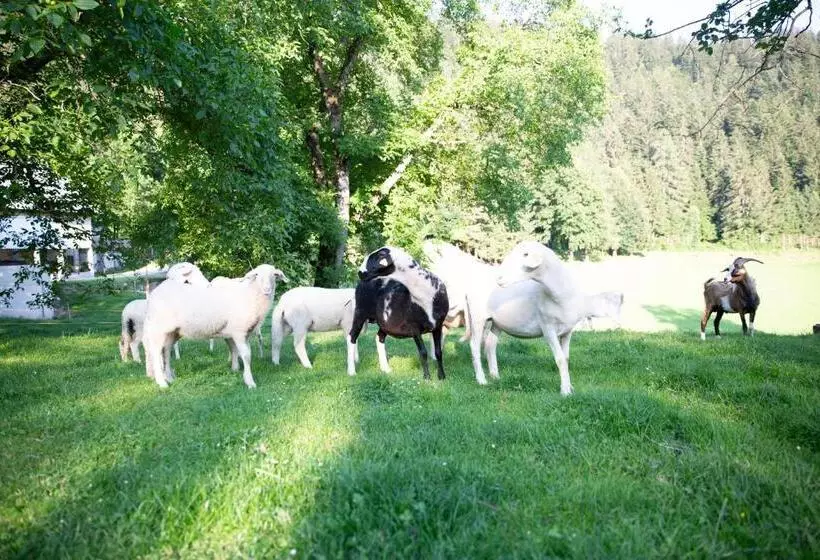 پانسیون Turistična Kmetija Zgornji Zavratnik