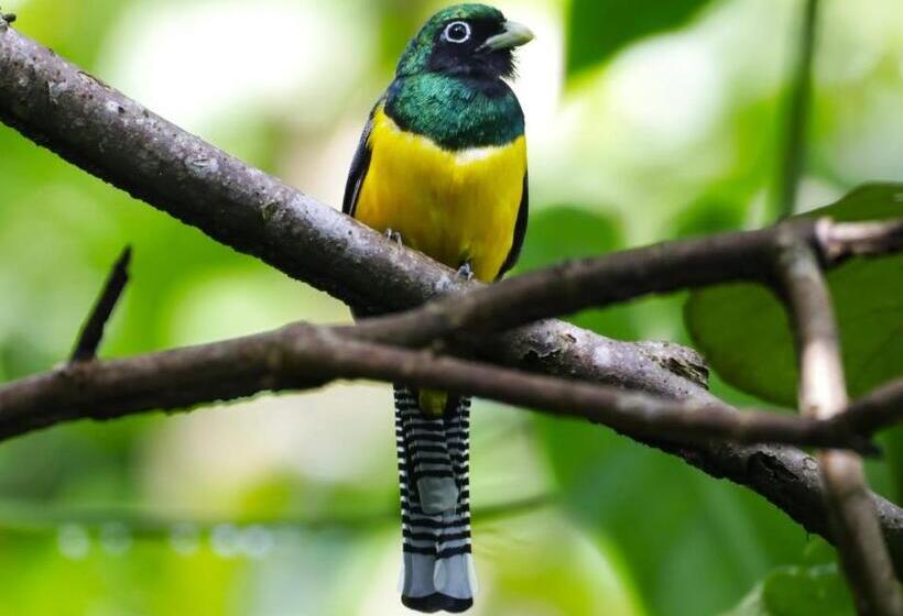 هتل La Casona Eco Lodge Tortuguero