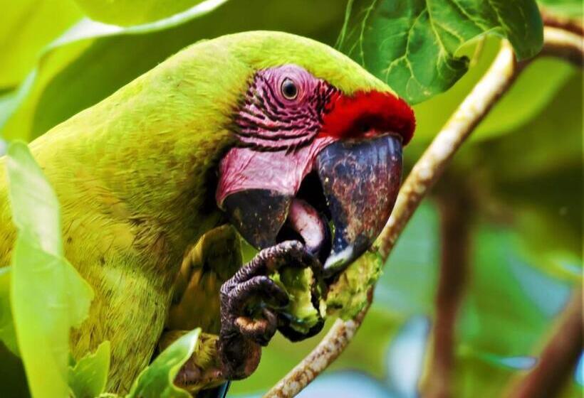 هتل La Casona Eco Lodge Tortuguero