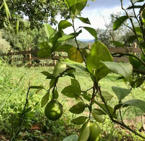 ペンション Affittacamere St Roch   Colazione, Bagno Annesso E Giardino   La Spezia