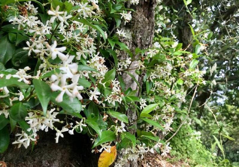 ペンション Affittacamere St Roch   Colazione, Bagno Annesso E Giardino   La Spezia