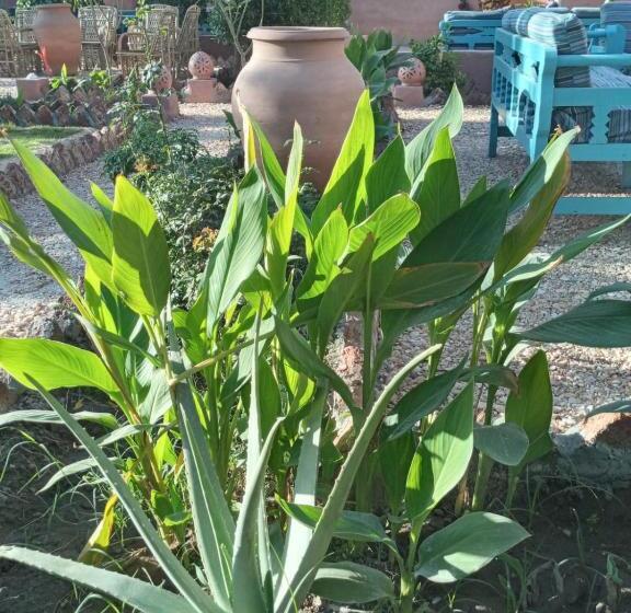 هتل Bab Al Samawy