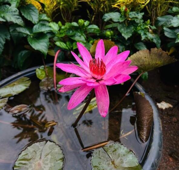 リゾートホテル The White Pearl Villa