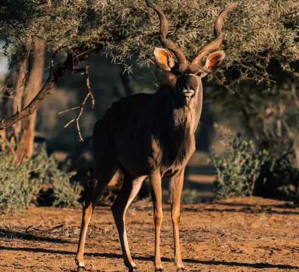 هتل Omaruru Game Lodge