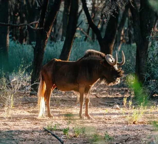 هتل Omaruru Game Lodge