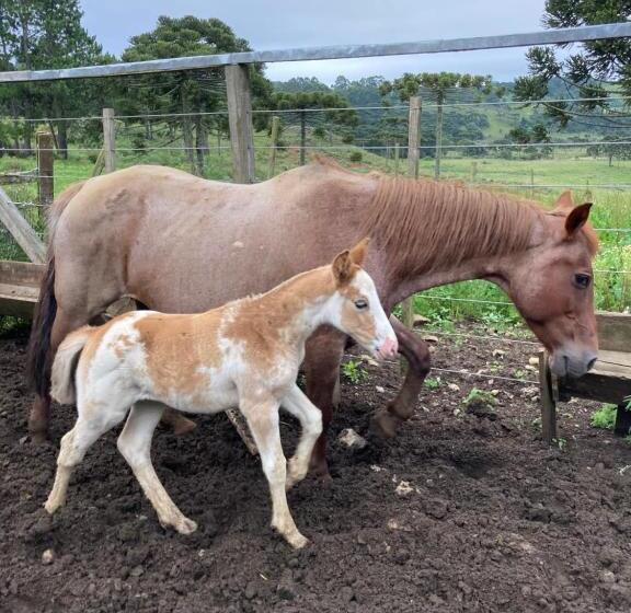 簡易ホテル Pousada água Santa