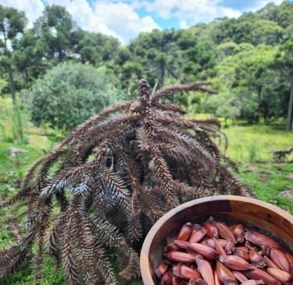 簡易ホテル Pousada água Santa