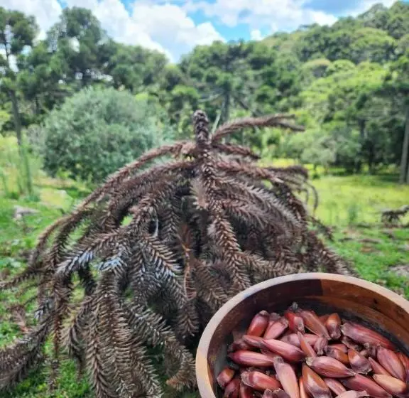 簡易ホテル Pousada água Santa