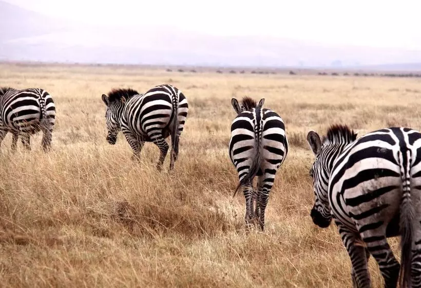 Hotelli Baker Safari Company