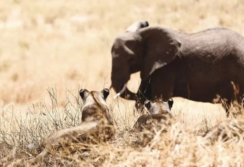 Hotelli Baker Safari Company