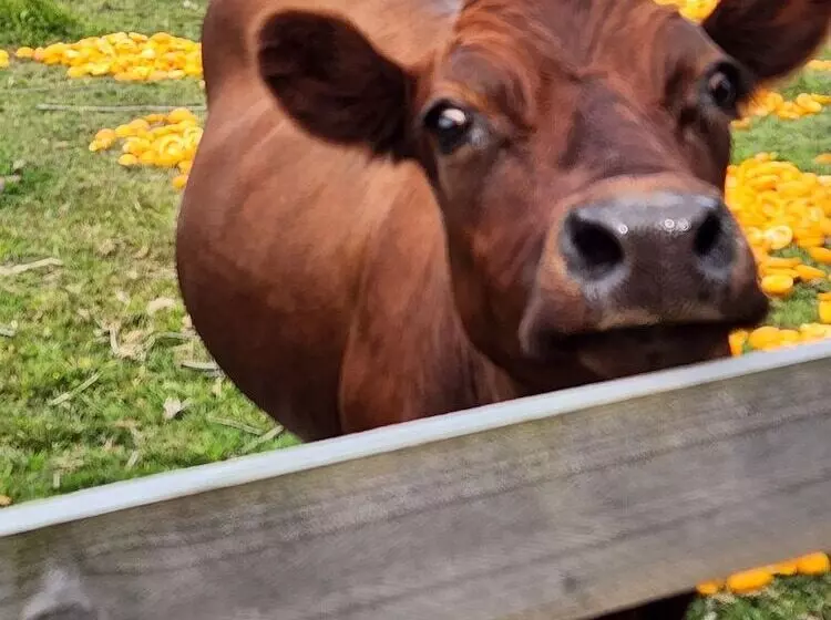 ベッドアンドブレックファースト Valley Views Bnb