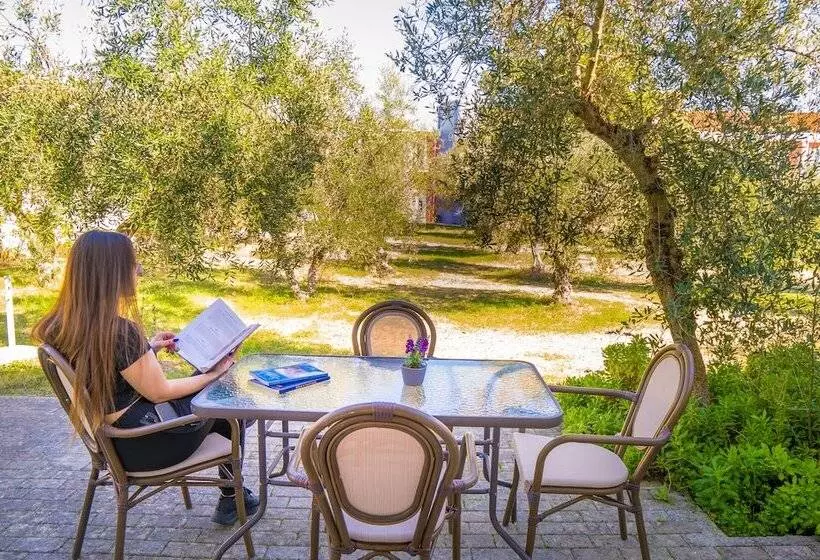 Olive Trees Garden Lixouri