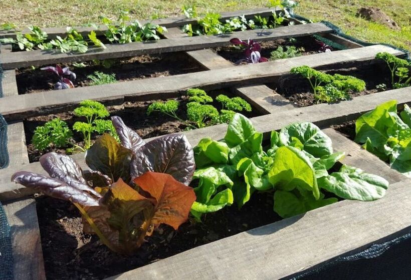 הוסטל The Backpack Shack