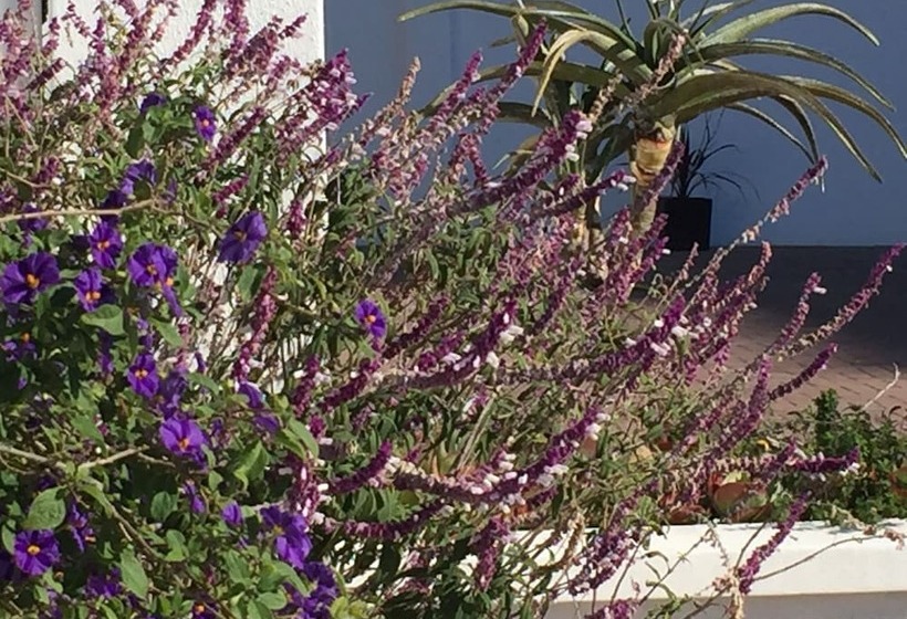 פנסיון The Blue Lotus Guest House