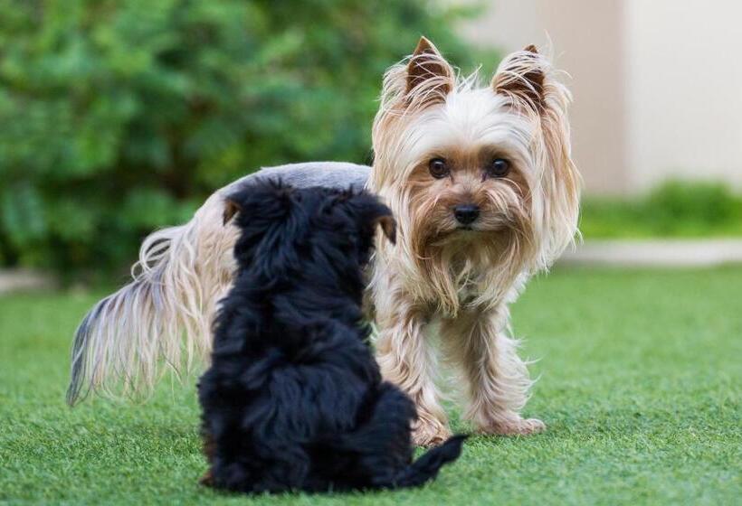 פנסיון The Blue Lotus Guest House