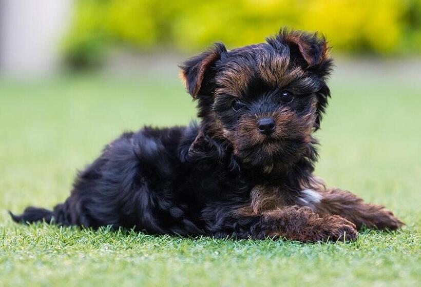 פנסיון The Blue Lotus Guest House