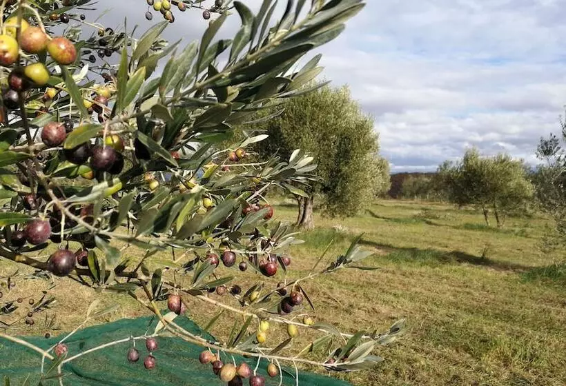 Maaseutuhotelli Agriturismo Casa Greppo   L Ulivo