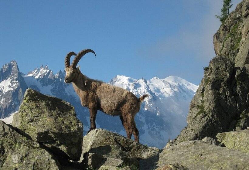 Calme Nature Ski à Vallorcine Mont Blanc