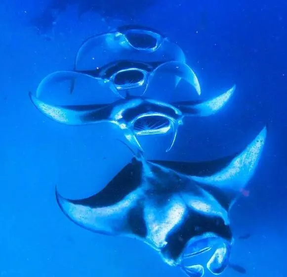 هتل Chak’z 1964 Beach