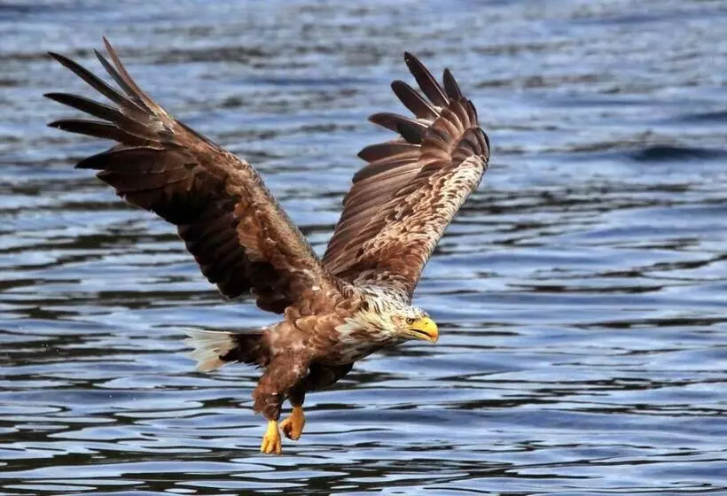 Majatalo Angelas Fjord Suite