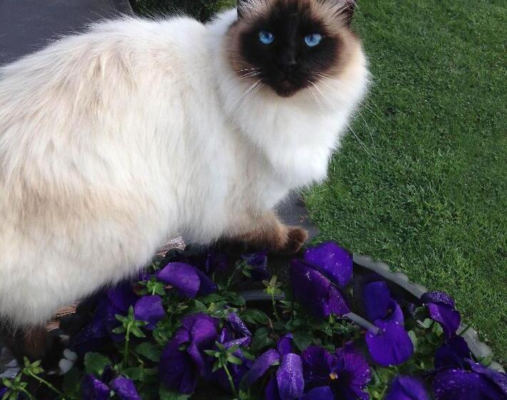 Пансион The Hill House Panorama