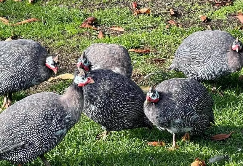 Majatalo The Hill House Panorama