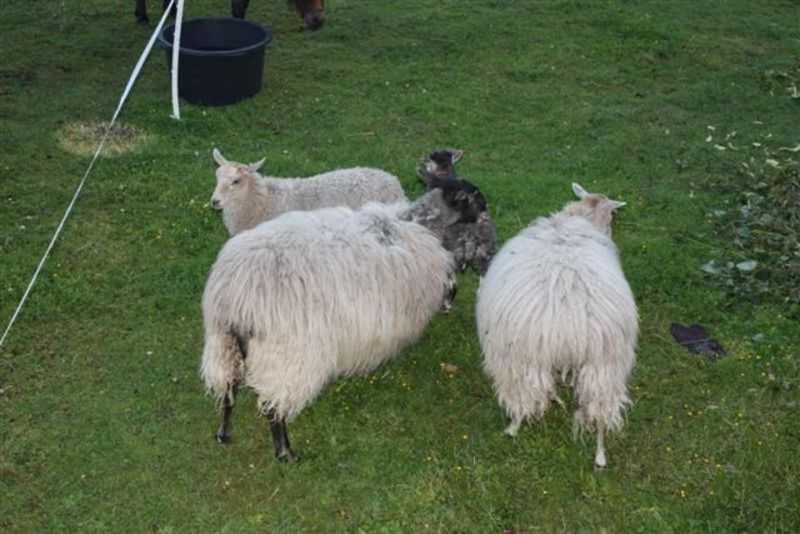 酒店 Landhaus Damerow 1