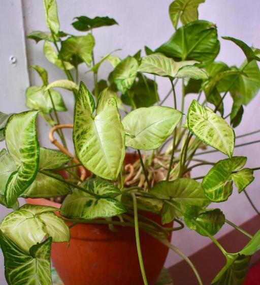 ベッドアンドブレックファースト Hospedajeloscardones