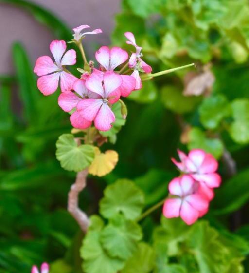 ベッドアンドブレックファースト Hospedajeloscardones