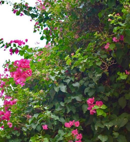 ベッドアンドブレックファースト Hospedajeloscardones