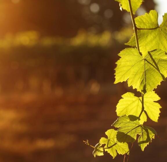 فندق Casa Vidal Guesthouse