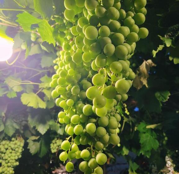 فندق Casa Vidal Guesthouse