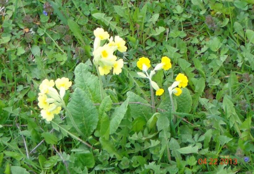 בית מלון כפרי Leo S Ruh