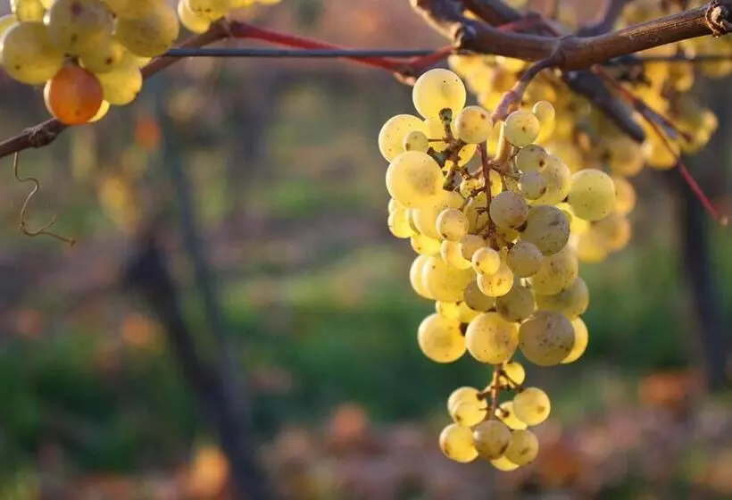 Hotelli Weingut Magdalenenhof