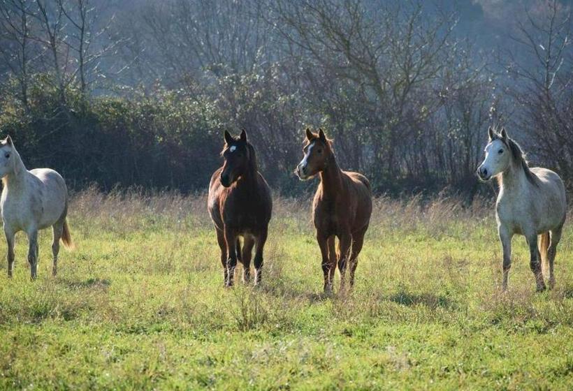 مبيت وإفطار Mas De La Sauline