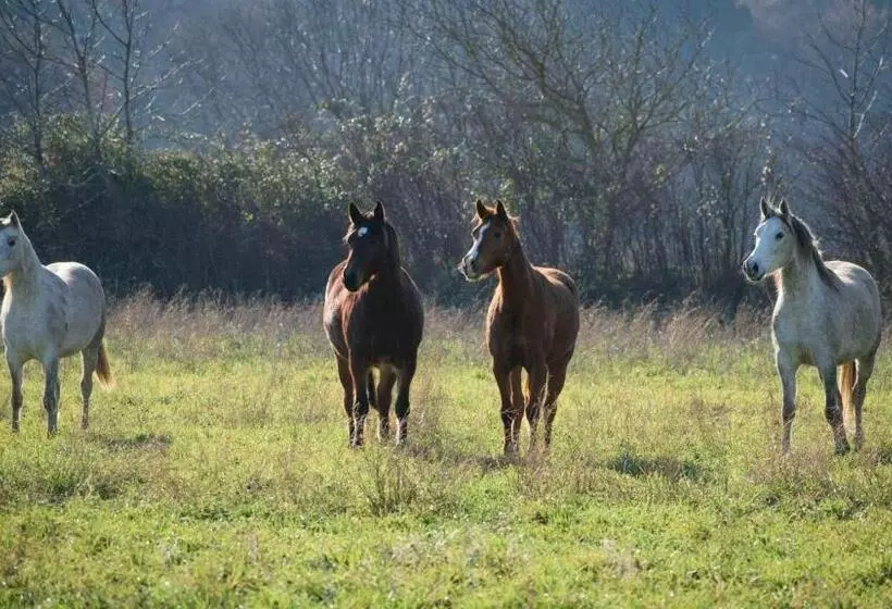 Aamiaismajoitus (B&B) Mas De La Sauline