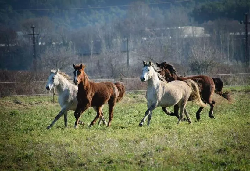 Aamiaismajoitus (B&B) Mas De La Sauline
